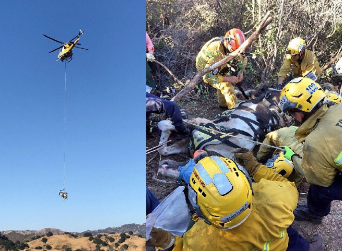 救援人员到场用绳索将它绑起，再出动直升机，整只将它吊起，救出险境。