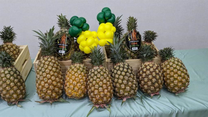 大陆已经禁止台湾菠萝进口。网上图片