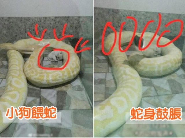 一只刚出生不久的小唐狗蜷缩著，慢慢被大蟒蛇「包围」。  网上图片。