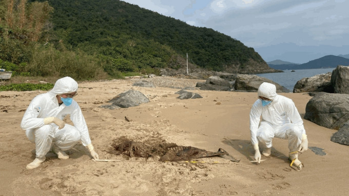 香港海洋公园保育基金公布一宗鲸豚搁浅个案，为本年度第7宗。香港海洋公园保育基金提供