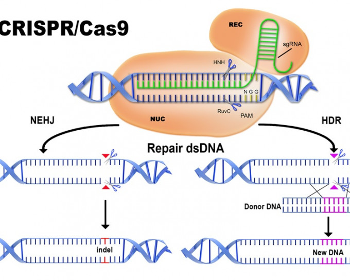 CRISPR-Cas9被認為是一種具有劃時代意義的基因編輯技術。網圖