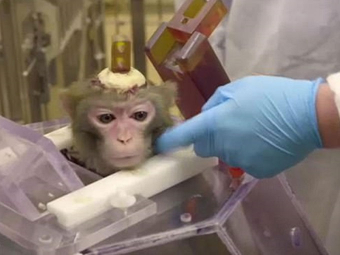 大學在猴子的頭骨上鑽孔，並植入電極棒進行實驗。網圖