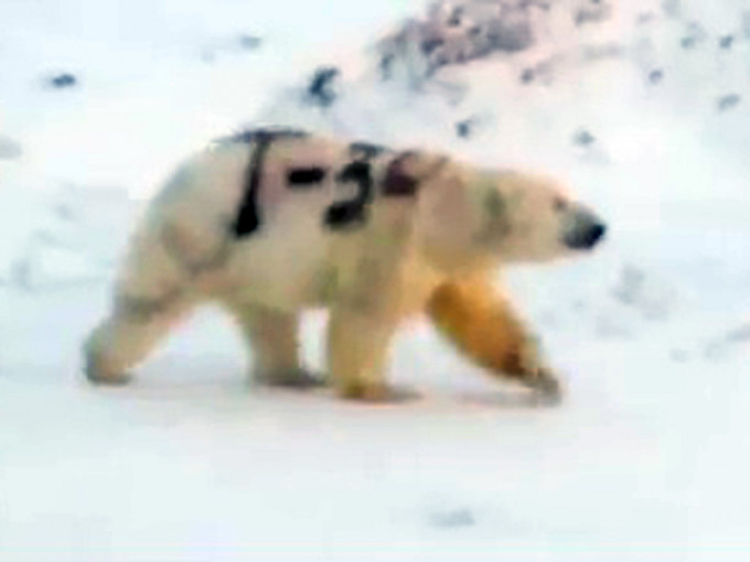 俄罗斯社交媒体流传一段影片当中一只北极熊身上被喷了巨大的「T-34」黑字的字样，专家对此相当震惊。（网图）
