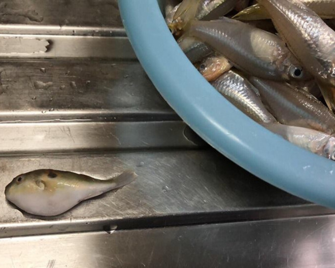 網民在一斤梭羅魚中找到數條雞泡魚。facebook
