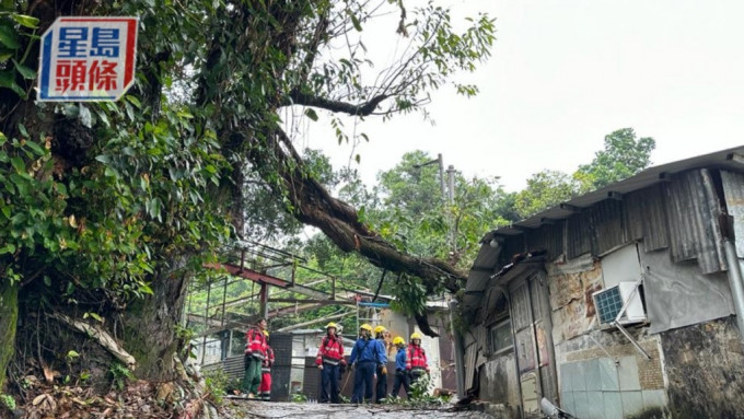芙蓉山寮屋区上月曾发生塌树事故。