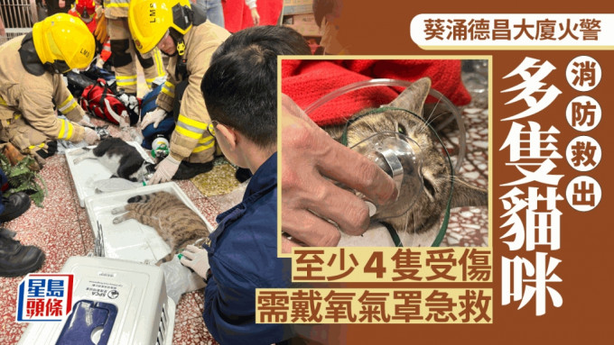消防員救出多隻貓，即場進行急救。