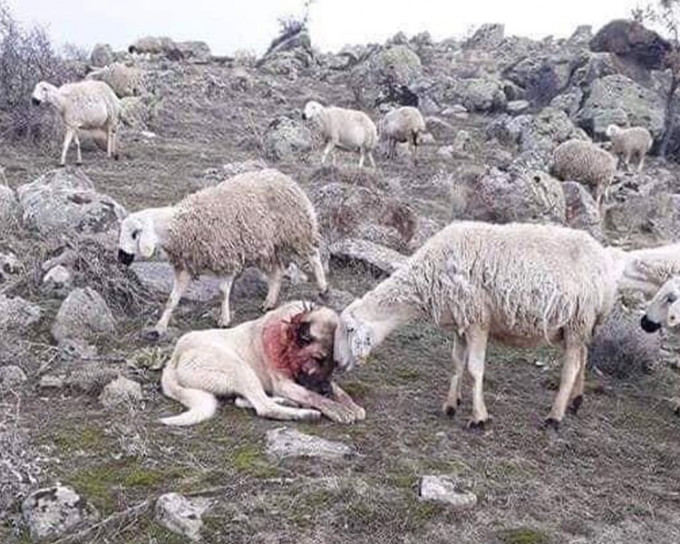 牧羊犬與狼群一戰致滿頸鮮血。網上圖片