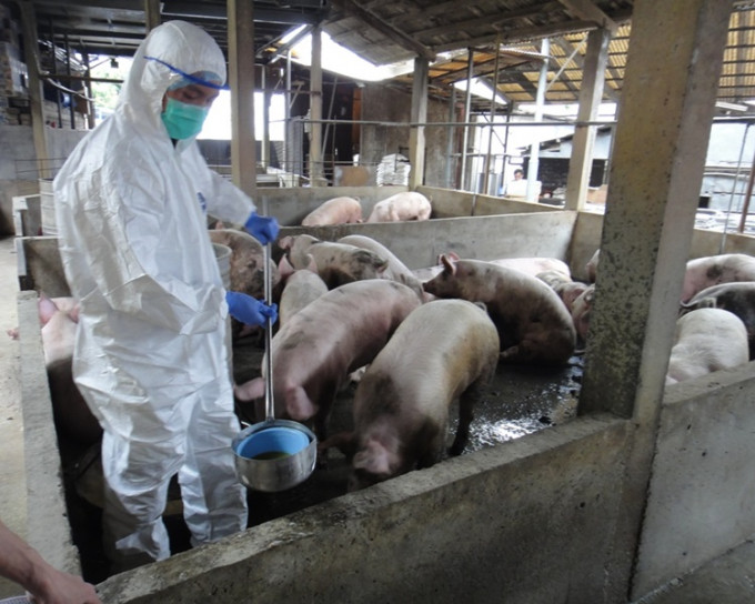 非洲豬瘟殺入廣東，學者稱暫時毋須全面禁止內地豬隻供港。資料圖片
