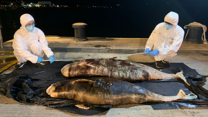 清水湾发现两条鲸豚搁浅。香港海洋公园保育基金