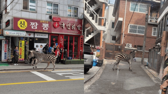 首尔动物园斑马逃脱 穿梭马路街头游历3小时