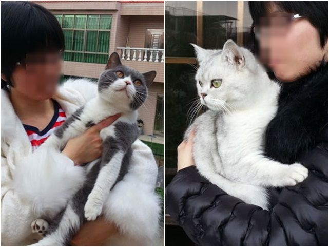 深圳貓店推出「共享貓」服務。貓店網頁圖片