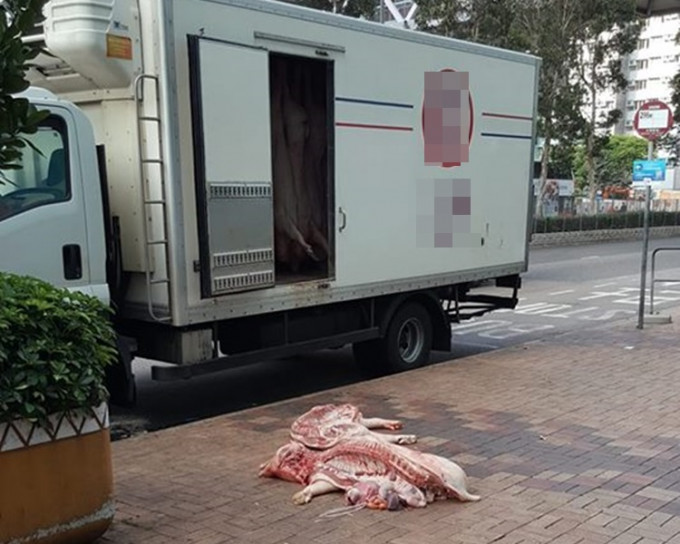 死豬遭「棄屍」馬路邊。網上圖片