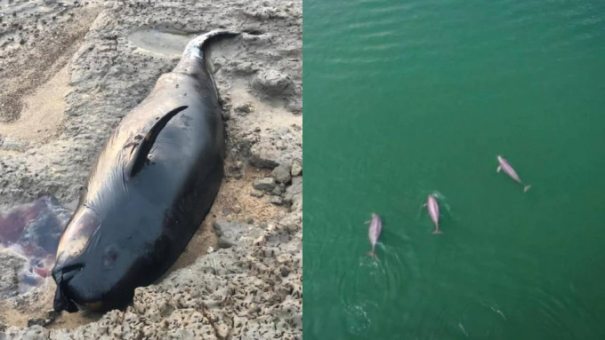 近日有人于鄱阳湖外露河床发现搁浅江豚尸体。网图