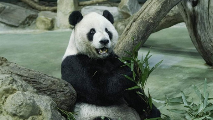 台北市立動物園為大熊貓團團進行檢查，初步排除患腦血管病變及感染可能。中時圖片