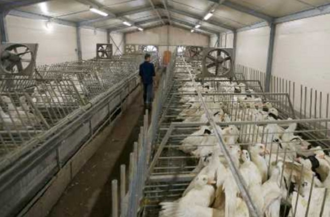 食物安全中心宣布禁止法國一地區禽類產品進口。資料圖片