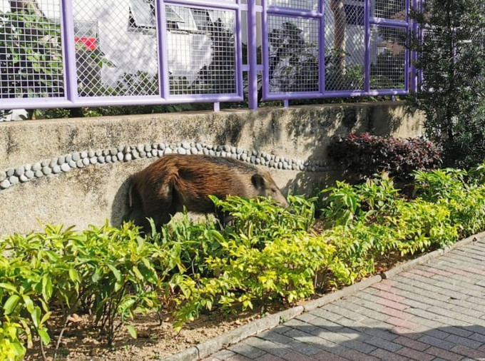 漁護署將人道毀滅在市區出沒的野豬。資料圖片