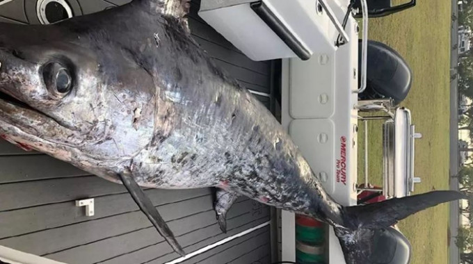 捕获的剑鱼重达436公斤，是当地第一大、全球第二大的剑鱼。
