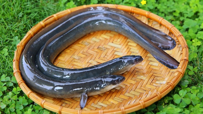 公司稱，日本鰻魚產量不足，無法滿足顧客需求，所以才造假。資料圖片