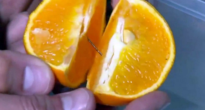 澳洲雪梨一个家庭日前发现橙内藏针。网图