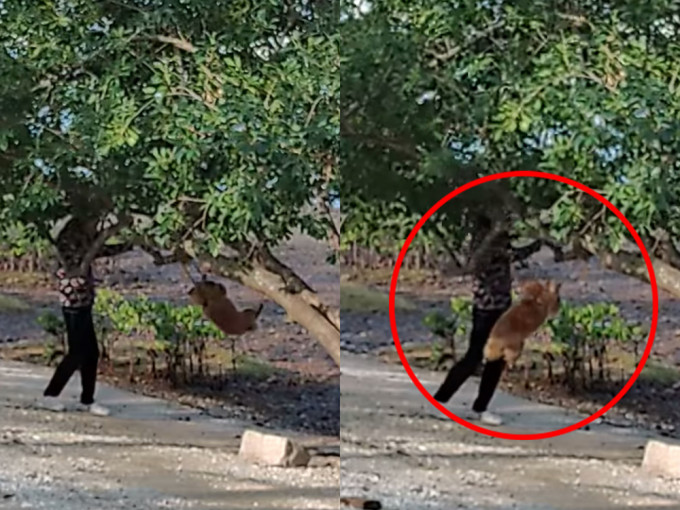 该名老妇将狗只吊在树上。沙田之友FB