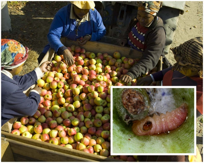 南非蘋果出現活蠹蛾幼蟲(小圖)。台灣防檢局圖片