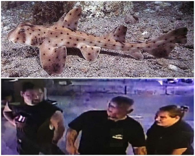 美國聖安東尼奧水族館日前發生離奇竊案，三名竊賊從館內魚池撈走一條小虎鯊，還使用嬰兒車運出水族館。網圖