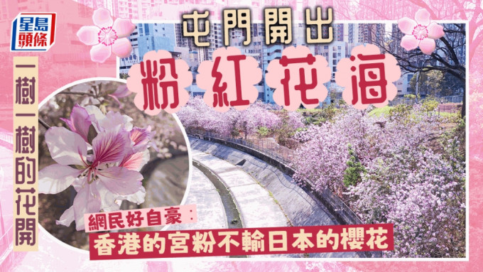 屯門宮粉羊蹄甲爆晒花，網民好自豪：香港靚到吖。圖片授權Leo Lam