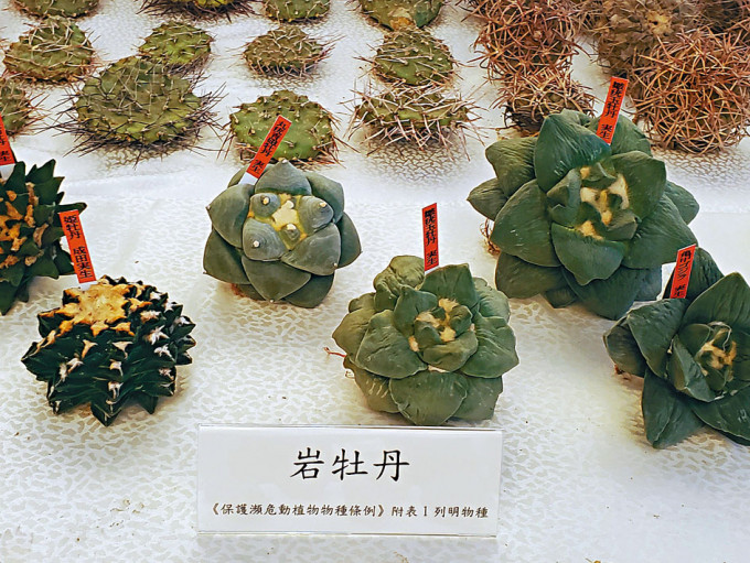 岩牡丹屬仙人掌科多肉植物，外表奇特及稀有。