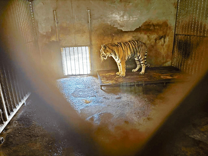 阜陽野生動物園內，長期被關在「小黑屋」裏的東北虎。