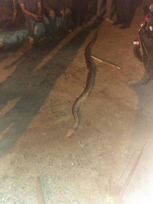 蟒蛇长约3.5米。