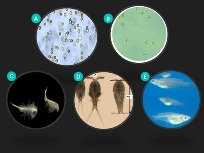 研究中所使用的5种海洋测试生物。港大图片