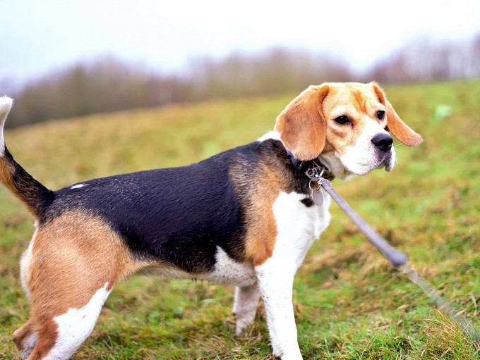 德国将规定养狗人士每天必须带狗外出活动2次。(Joe Smith / Unsplash)