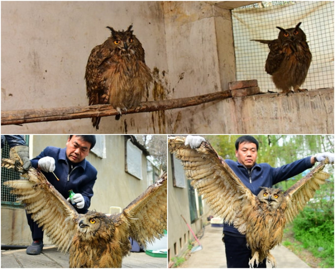 圖上是一對貓頭鷹「璧人」。圖下，貓頭鷹重4至5公斤，體型巨大。