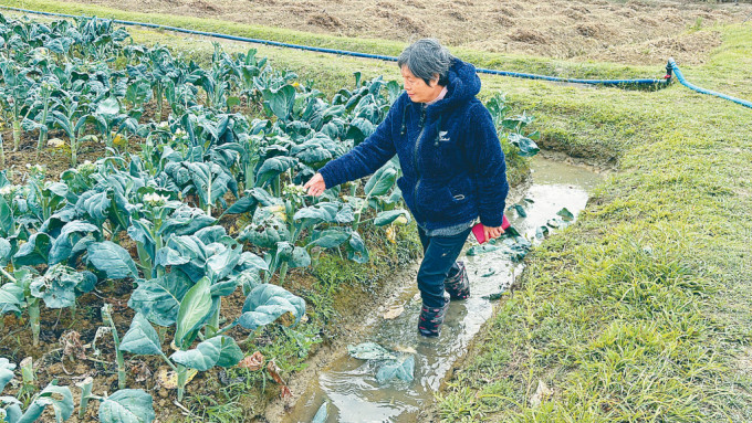 新界本地農協會主席黃七娣表示，有部分農作物根莖受損。