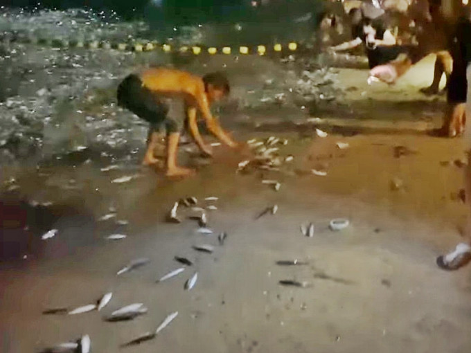 長洲中秋夜有過千條小魚跳上岸，半百市民賞月兼捉魚。「我們的長洲fb群組」影片截圖