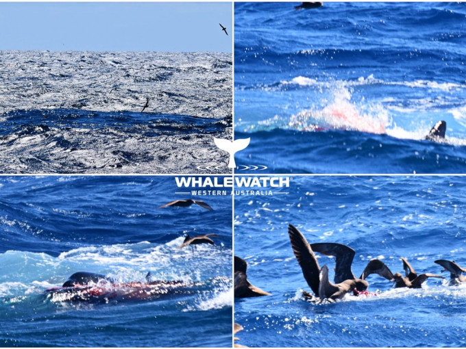 海洋科學家布朗（Kristy Brown）本週二（16日）在西澳南部乘船出海的過程中，發現了這個十分難得一見的獵殺畫面。Whale Watch Western Australia Facebook專頁圖片