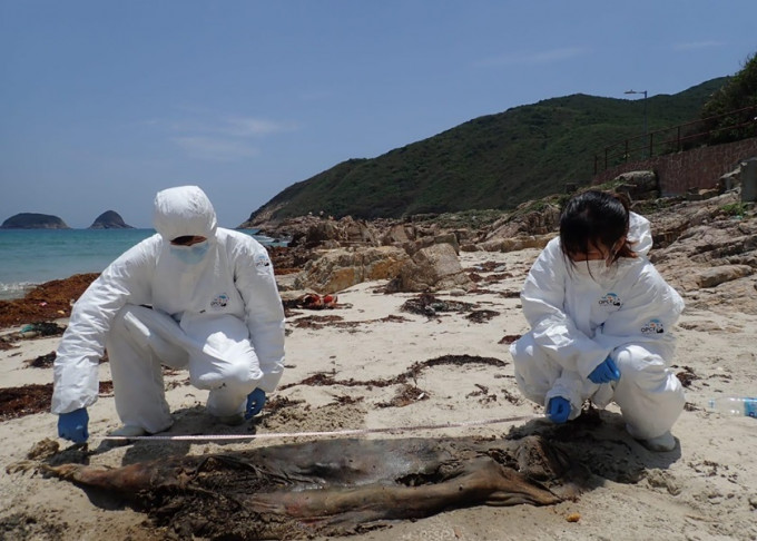 西贡西湾村发现搁浅江豚尸体。海洋公园保育基金图片