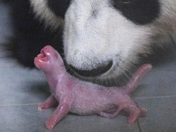 中國「熊貓夫婦」首次在韓國產子。(新華社圖片)