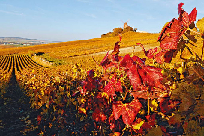 ■法國蘭斯附近香檳葡萄園的秋季景色。