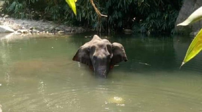目击者指大象走到河里不断颤抖，最终死在河里。