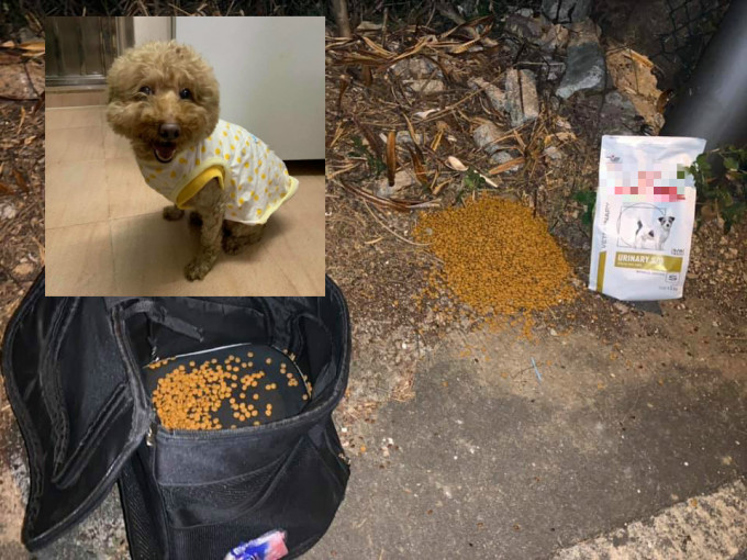 一名市民发现一只啡色贵妇狗被遗弃于荒地。群组「香港玩具/茶杯贵妇狗总会」图片