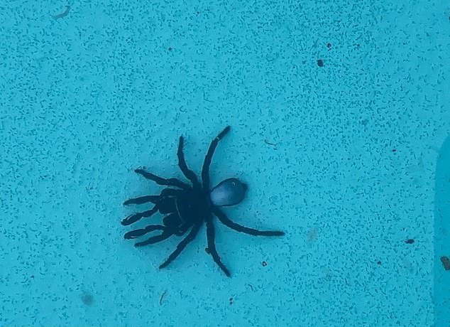 澳女驚見泳池底滿布鼠蛛。FB圖