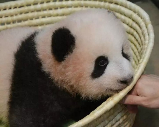 大熊猫宝宝香香活泼可爱。AP
