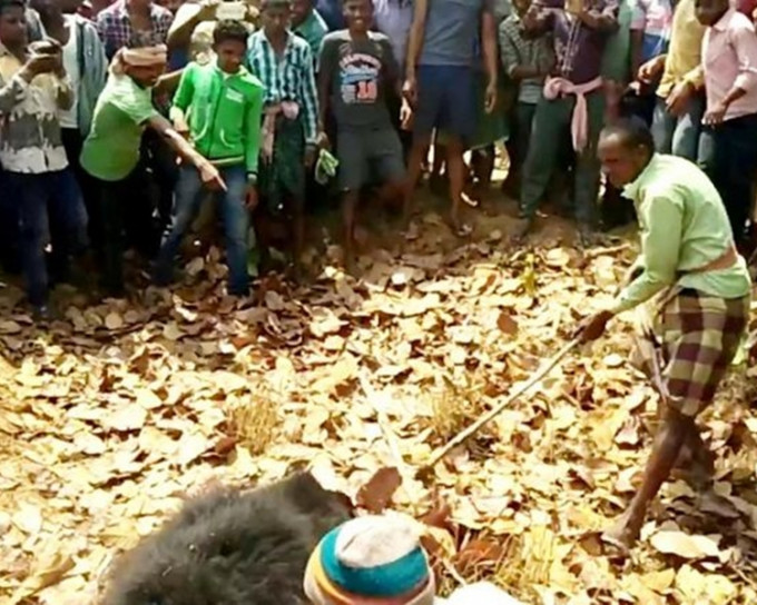 當地居民用棍棒和石頭打死咬人的黑熊。網圖