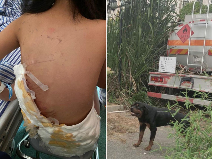 南昌市8歲女童被羅威納犬咬傷一事，引發關注。（網圖）