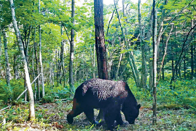 日本北海道北部的棕熊。
