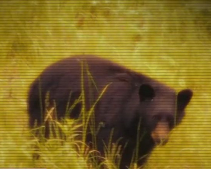 涉案的2歲雄性黑熊於周日晚已被射殺。網圖