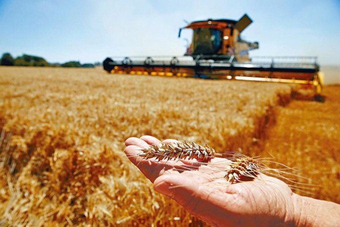■多个农产国家频出现极端天气，不利小麦生产。