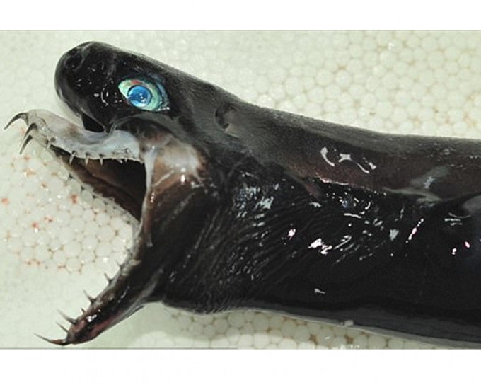 卡氏尖颔乌鲨的下颚可往前方延伸。