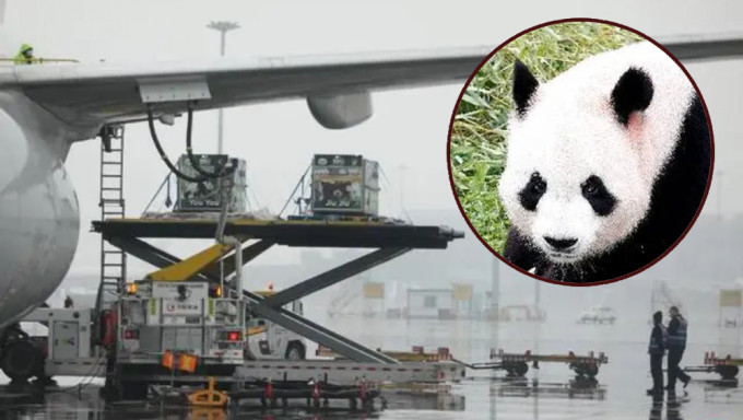 大熊貓「冰星」「花嘴巴」一家五口平安抵達成都雙流國際機場。